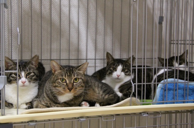 墨田区曳舟 Cats Dogs Cafe 新 間違いだらけの猫カフェ選び