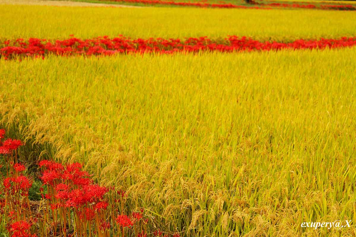 ええ加減動物写真の番ですが、亀岡の彼岸花と稲穂の写真をUPします_e0195337_22493270.jpg