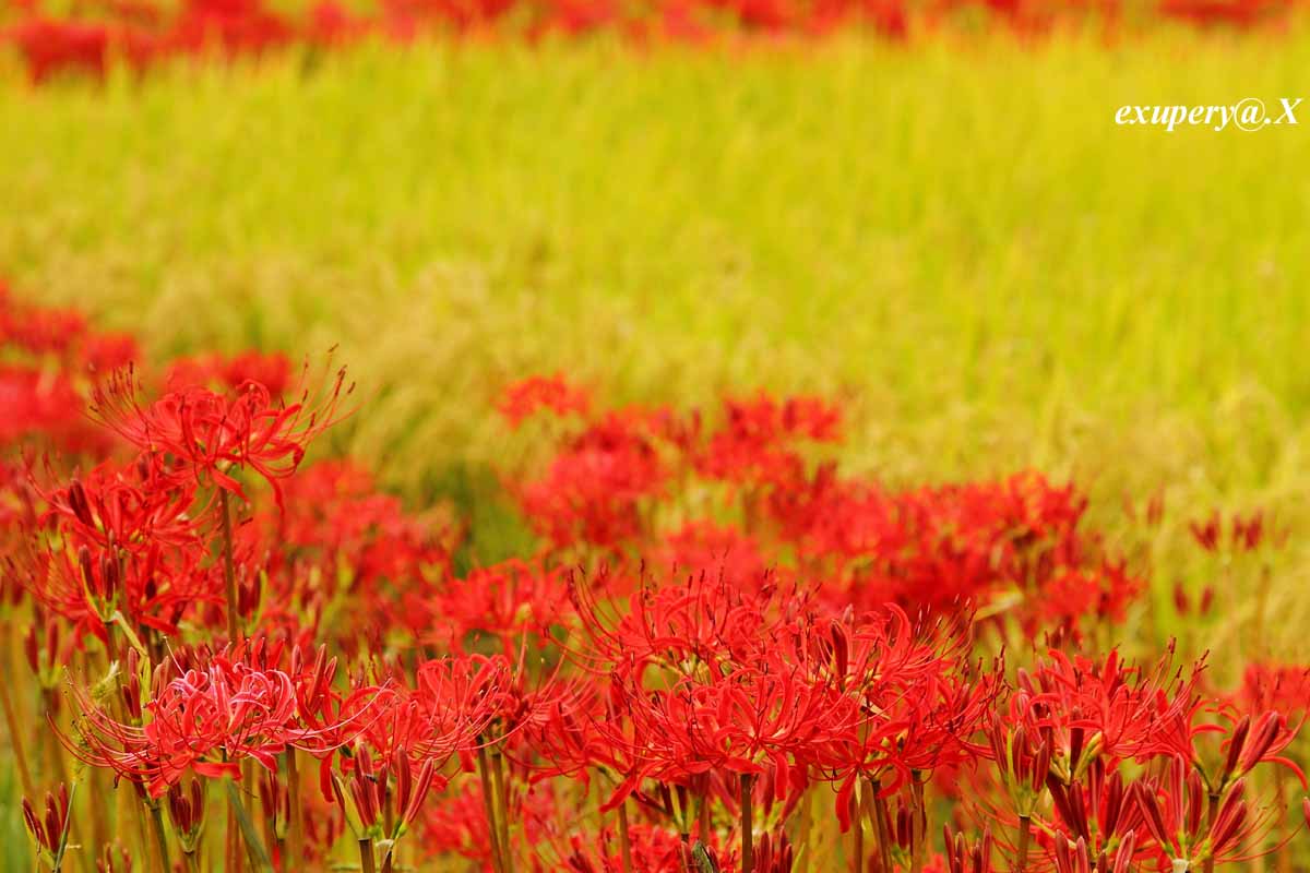 ええ加減動物写真の番ですが、亀岡の彼岸花と稲穂の写真をUPします_e0195337_22495272.jpg