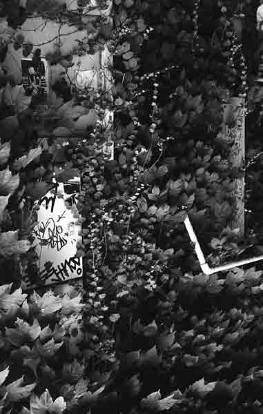 e0136745_1683992.jpg