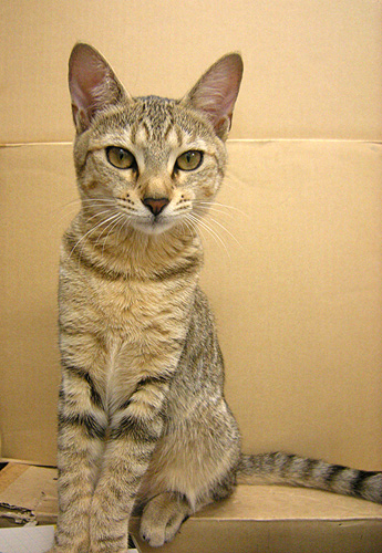 9月28日 退屈ねこ_a0001354_19684.jpg