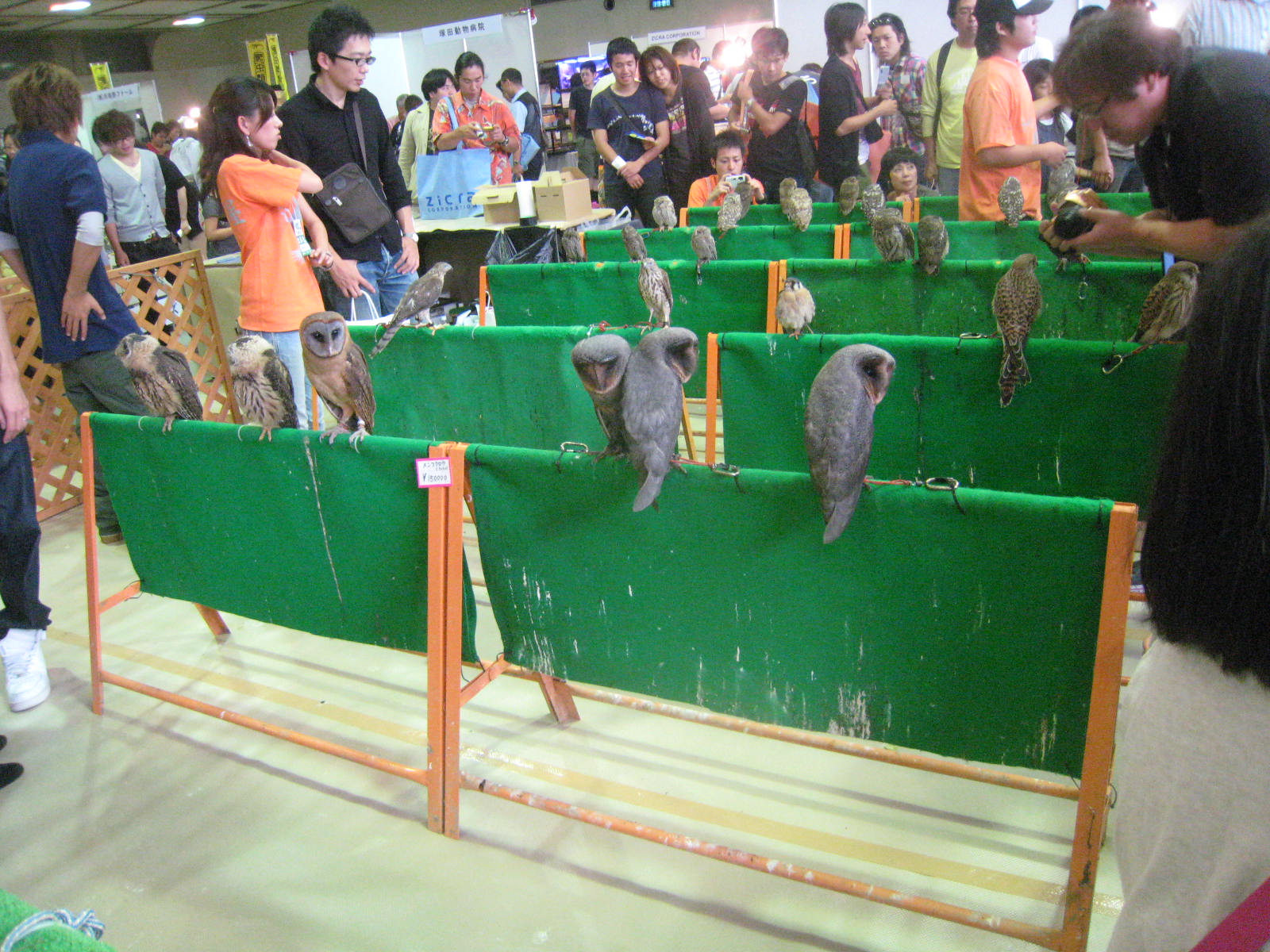 ナゴヤレプタイルズワールド2010へ(T-T) ウルウル_f0109257_13465975.jpg