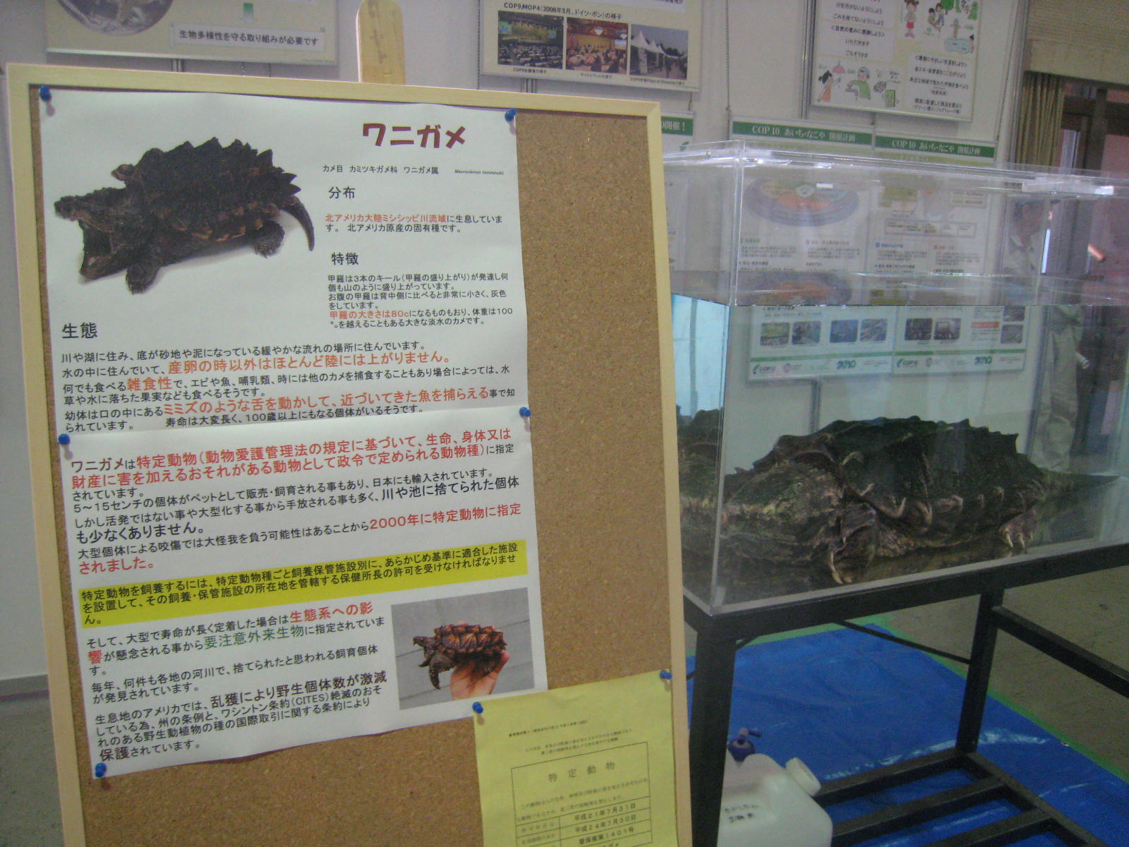ナゴヤレプタイルズワールド2010へ(T-T) ウルウル_f0109257_13494758.jpg