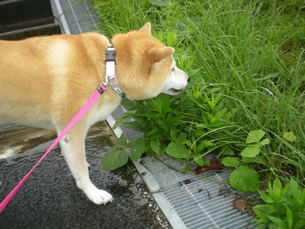 ２０１０年９月２８日（火）今日も雨、そんな時は・・・_f0060461_9351266.jpg