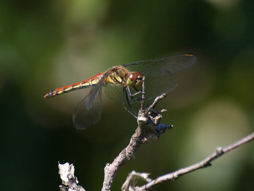 f0208666_1373745.jpg