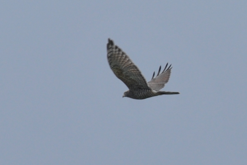 タカの渡り サシバⅡ ハチクマⅢ_f0053272_16555242.jpg