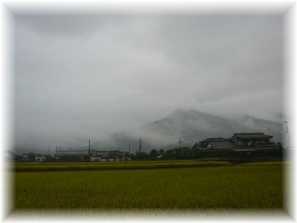 雨の日 スィ～イスイ気持ち良さそう めだかさん♪_d0175974_73233.jpg