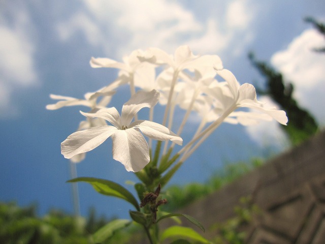 b0182884_1441508.jpg
