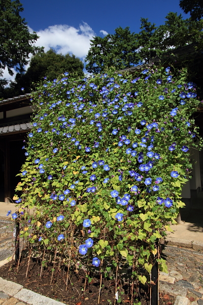 真如堂(真正極楽寺)_e0051888_4341813.jpg