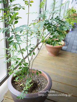 a0150193_2225250.gif