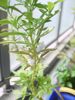 a0150193_223413.gif