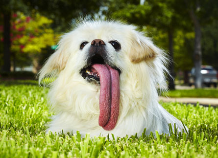 ★野良犬がギネス認定、世界一舌の長い犬に！_a0028694_22271916.jpg