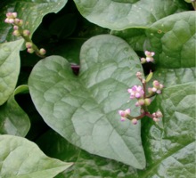 ９月の野菜の花_c0151898_173452.jpg