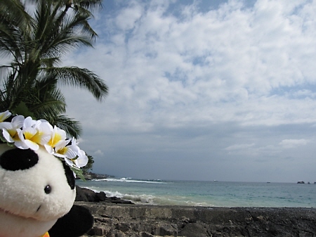 コナ見納め_f0033598_0371389.jpg