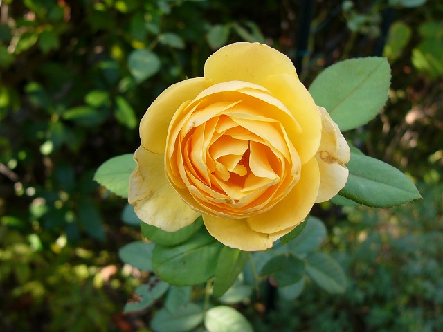 a0123003_10222349.jpg