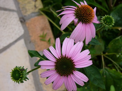 a0123003_1075324.jpg