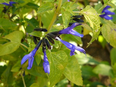 a0123003_9533153.jpg