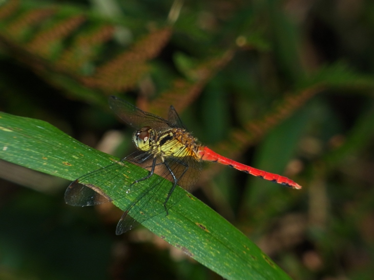 b0137208_03726.jpg