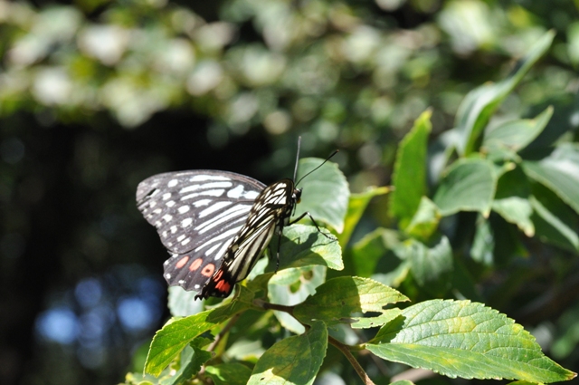 c0143411_04661.jpg