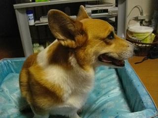 クッキーの巣_d0169411_7135069.jpg