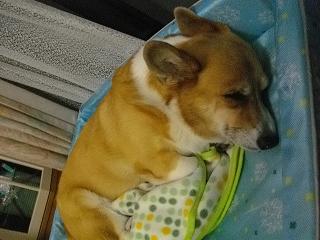 クッキーの巣_d0169411_718324.jpg