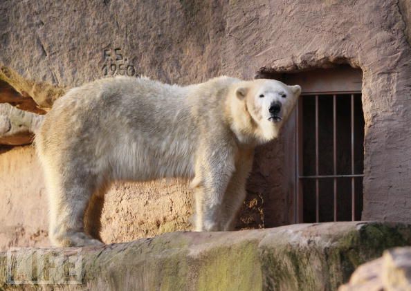 ドイツ・ニュルンベルク動物園の２つの選択(1) ～ ヴィルマとヴェラの出産　_a0151913_19421072.jpg