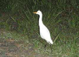 夕暮れのブネネ(アマサギ)_a0043520_2335018.jpg