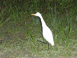 夕暮れのブネネ(アマサギ)_a0043520_2342158.jpg