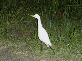 夕暮れのブネネ(アマサギ)_a0043520_2345446.jpg