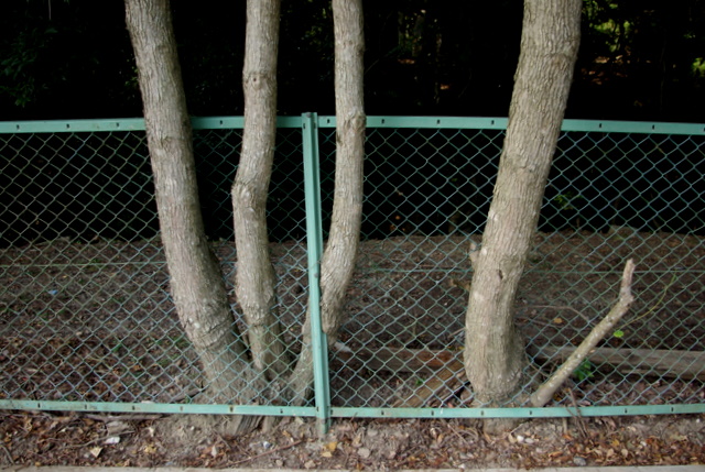 c0195327_22161624.jpg