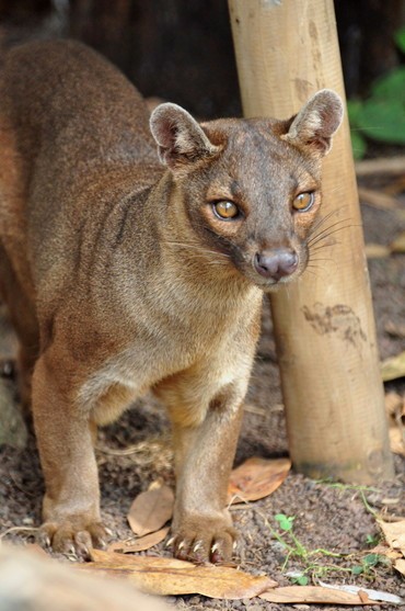 マダガスカルマングース科
