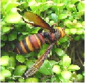 ハチ刺されの季節です_b0199838_14123420.jpg