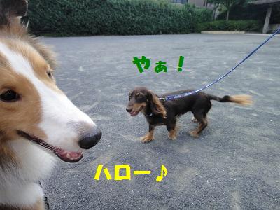 朝が涼しくなってうれしいワン_e0195743_1264136.jpg