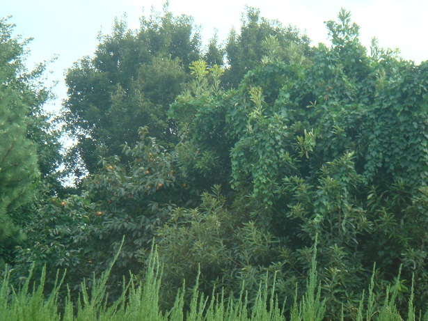 b0147444_14253552.jpg