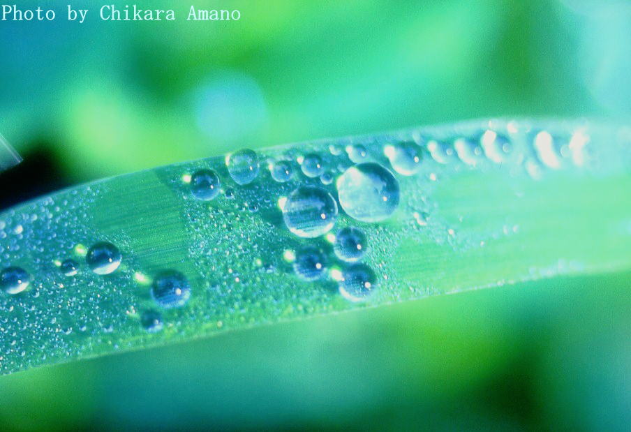 Blue Morning Drops_f0045844_14215155.jpg