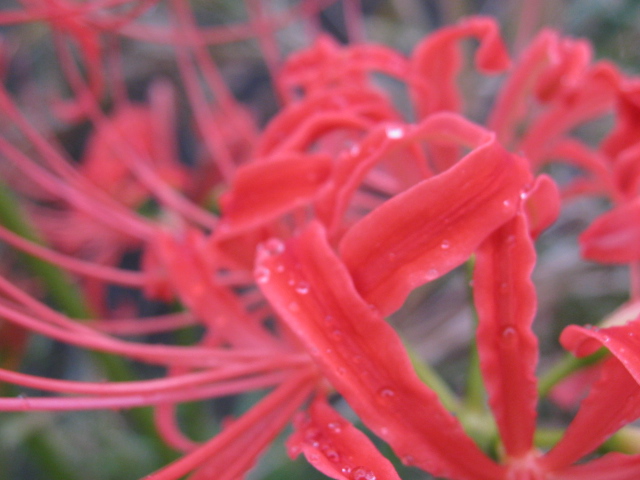 c0185858_2311769.jpg