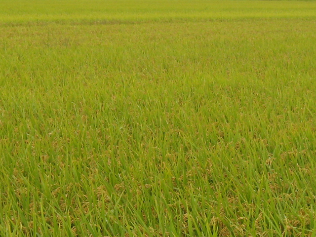 c0185858_2334876.jpg