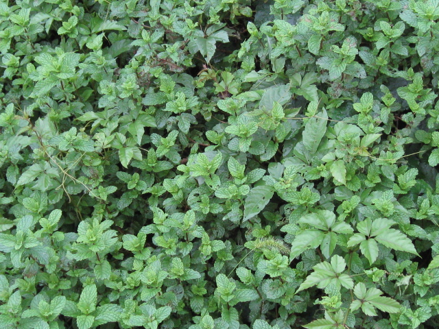 c0185858_2341476.jpg