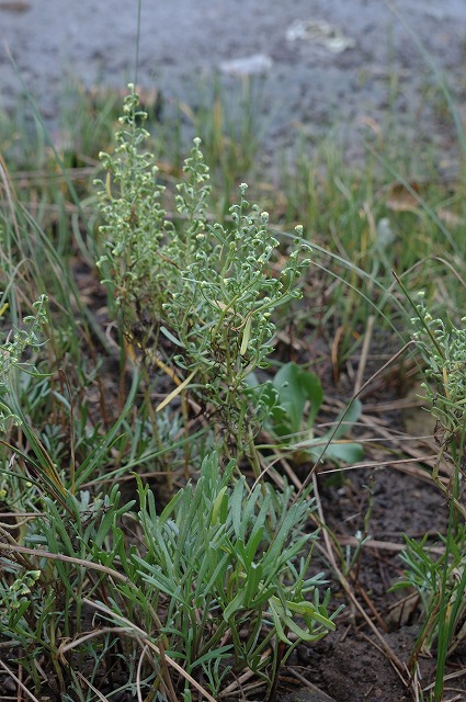b0104861_16203366.jpg