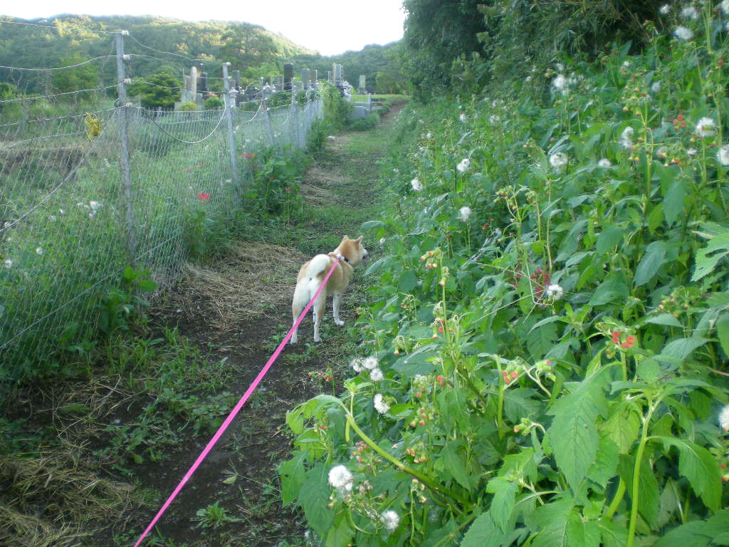 ２０１０年９月２９日（水）上がったり～！下がったり～！_f0060461_1202632.jpg