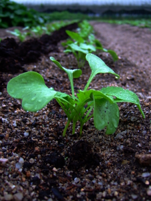 冬野菜の苗たち_b0169869_154758.jpg