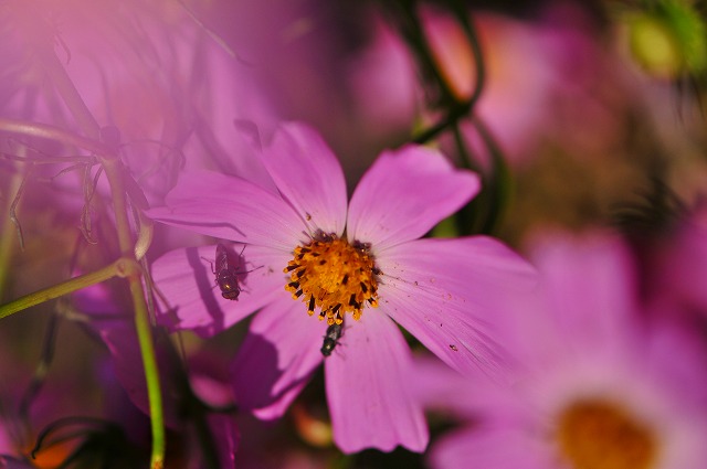 公園の花_a0154170_19401372.jpg