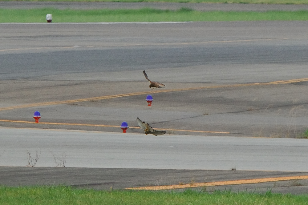 2010小牧基地航空祭_f0061172_1361347.jpg