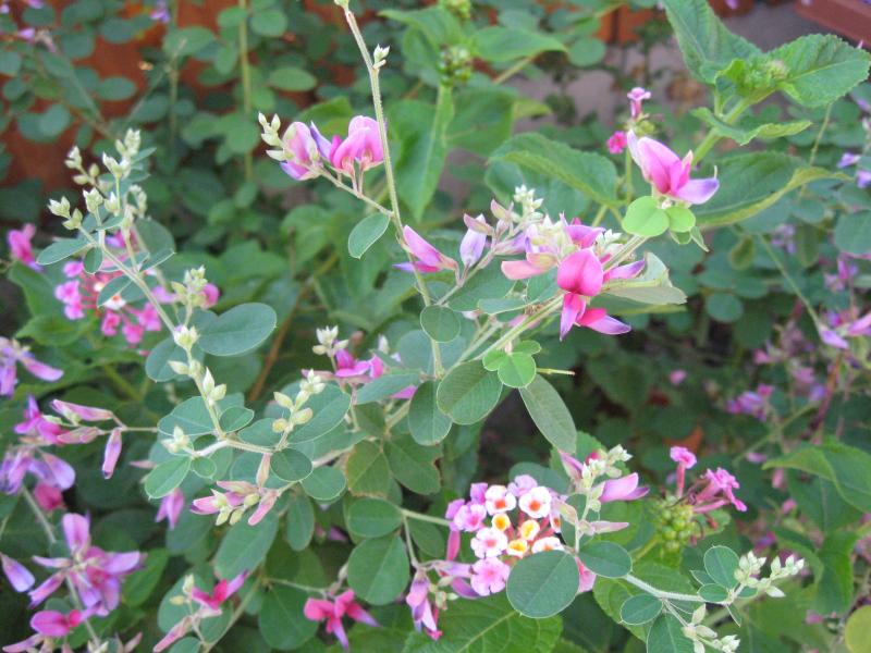 f0155475_8572838.jpg