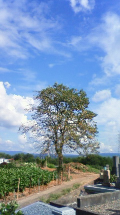 a0130586_1045020.jpg