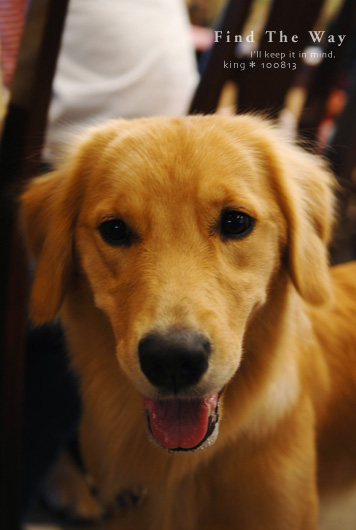 【wanこ】K\'s Dog Public さん 〜 ぷりんちゃん&らぶちゃん_f0054594_785438.jpg