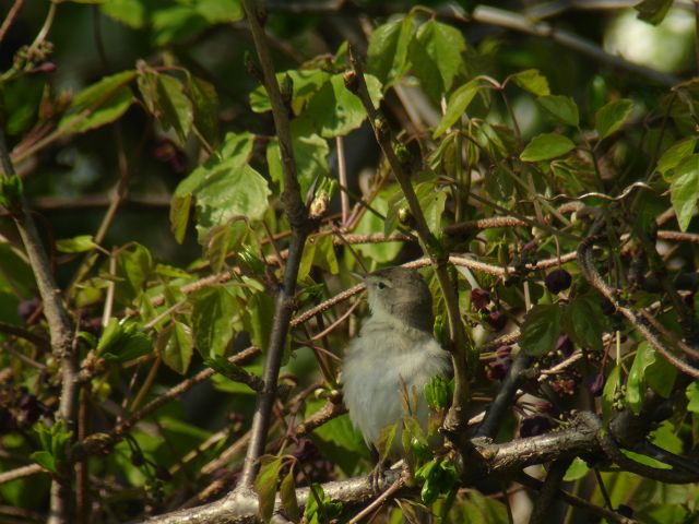 謎の鳥　キタヤナギムシクイ違い_c0079001_11344640.jpg