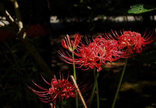 「隣花苑」の蓮華飯_a0169902_23402842.jpg