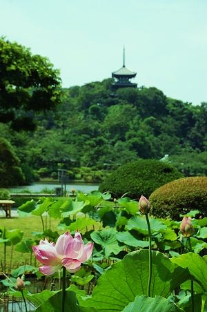 「隣花苑」の蓮華飯_a0169902_2343136.jpg