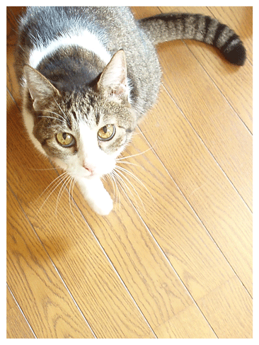 c0129702_2145937.gif